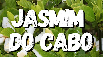 Como cuidar da planta Jasmim do Cabo?