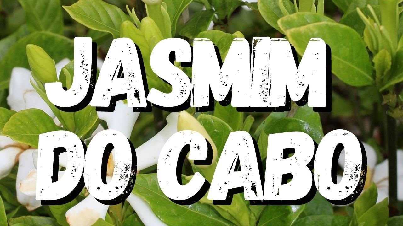 Jasmim do Cabo: plantando e cuidando dessa beleza rústica - GPA Brasil