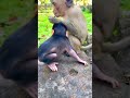 BLACK BABY MONKEY AND MOTHER. #funnymonkeys #animalkingdom #monkeyadventures #naturelovers