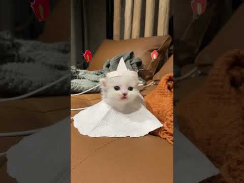 The Cutest Cats You'll Ever See! #cute #cat #funny #pets #funnycats #kittens #shorts