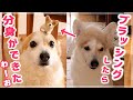 ブラッシングしたらミニコーギー犬ができた！