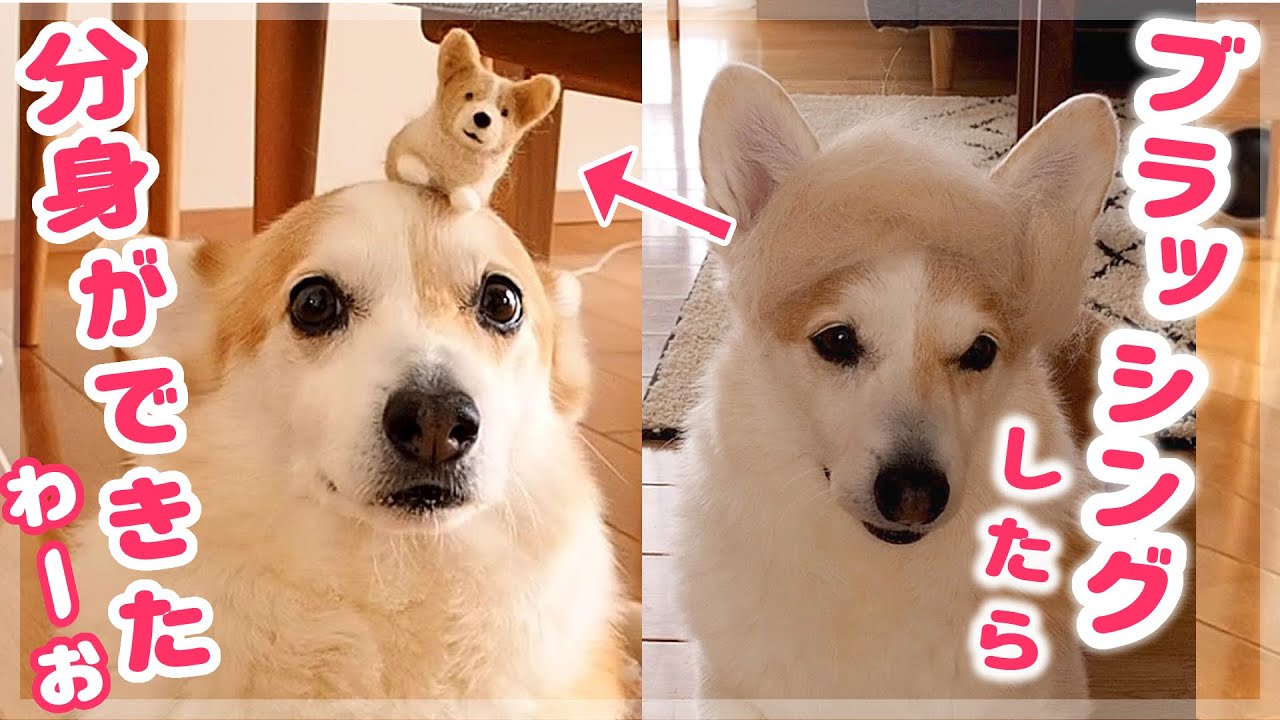 疲れた私の心のオアシスはわんこです 5つの犬系youtubeチャンネルに癒やされて Mery