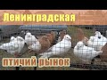 Птичий рынок. Ленинградская. Часть 2. [13.11.2022]