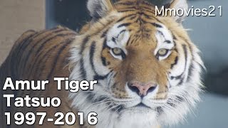 Memories of Amur Tiger 