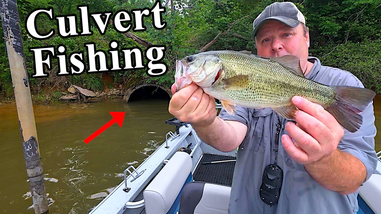 Culvert Bass Fishing with Live Threadfin Shad