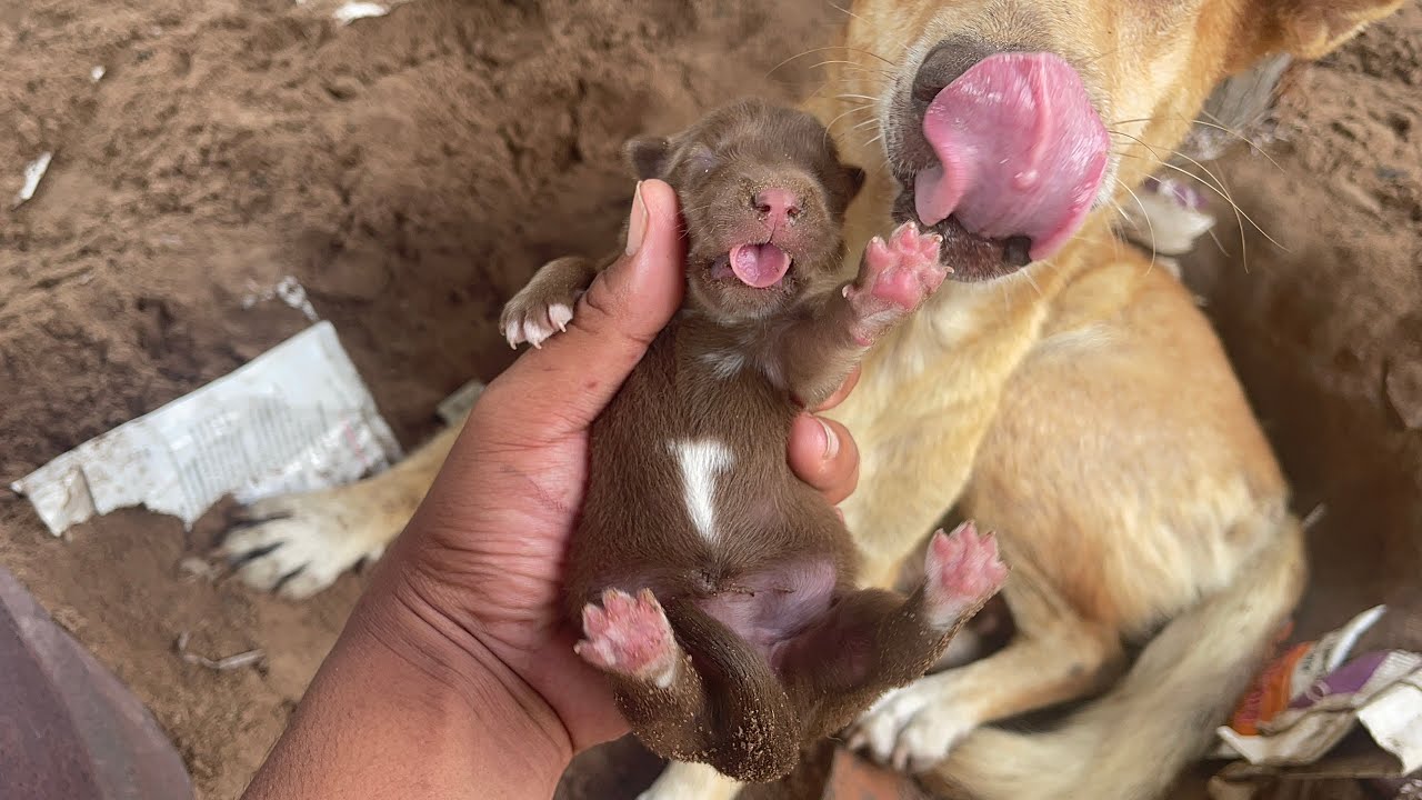 Stray Dog Give Birth to her baby - YouTube