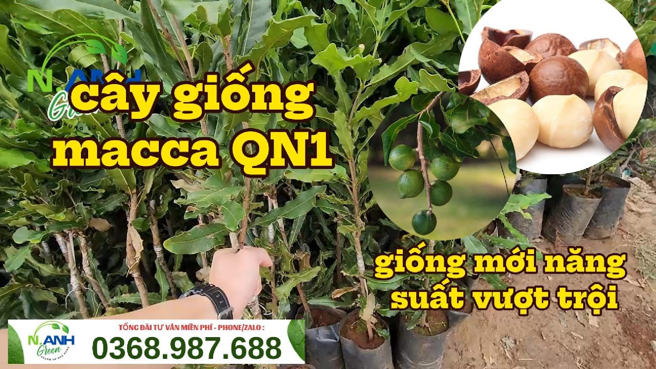 Cây Giống Macca QN1 Mới Nhất 2025: Năng Suất Vượt Trội| liên hệ mua giống : 0368.987.688