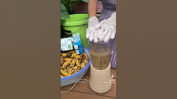 Cách làm dịch chuối trứng sữa