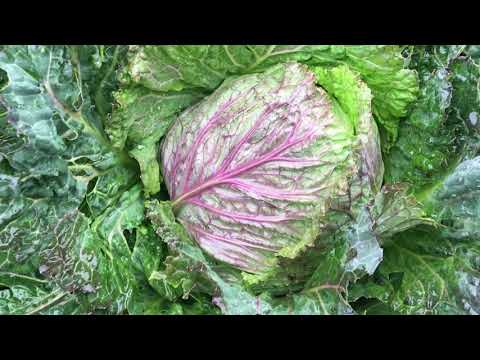 Cabbage Update | January 2021