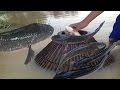 Amazing children catch fish with baboo trap   123netfishing