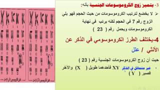الدرس الأول / الكروموسومات والمعلومات الوراثية / أحياء أولي ثانوي أ: محمد علاء الويشي