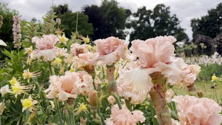 Exquisite Irises 🩷🧡 Schreiner’s Iris Gardens 💜💙 May 2023