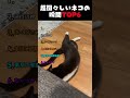 超図々しいネコの瞬間TOP6
