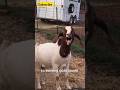 The Scream That Made This Goat Famous Shorts Sound Animalsounds Facts Goat