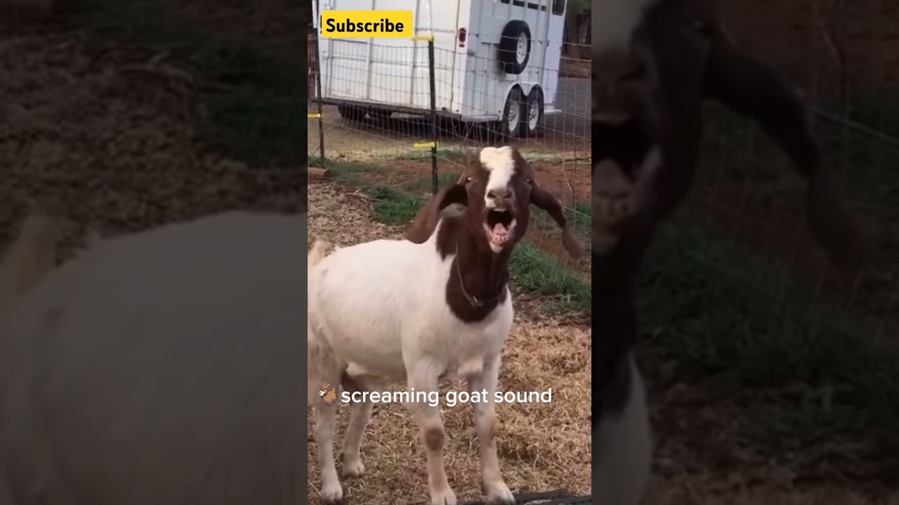 The Scream That Made This Goat Famous! 🐐🎤 