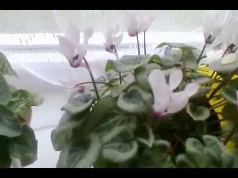 Video: Izbové rastliny milujúce slnko – aké rastliny majú radi jasné slnko v interiéri