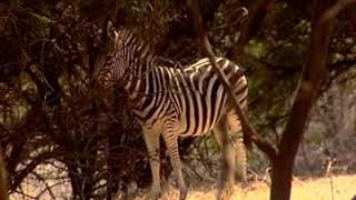 CTA Incentive Video CAP-VERT & SENEGAL