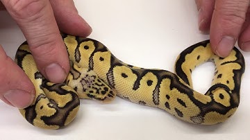 2018 Ball Pythons #18  Complicated Clowns, colorful G Stripes, and cool Bamboos!