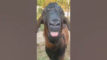 Goat Core Goat Viral Cute Shorts 