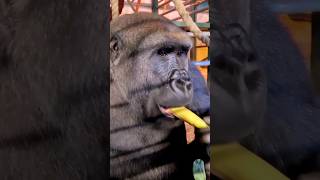 🤣 That's One Way To Eat A Banana! #Gorilla #Asmr #Mukbang #Eating