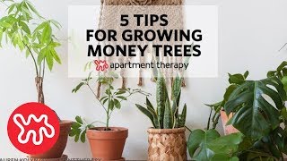 If you've ever noticed a little potted tree with an unusual braided
trunk (that's one on the far left in photo above), encountered money
tree. t...
