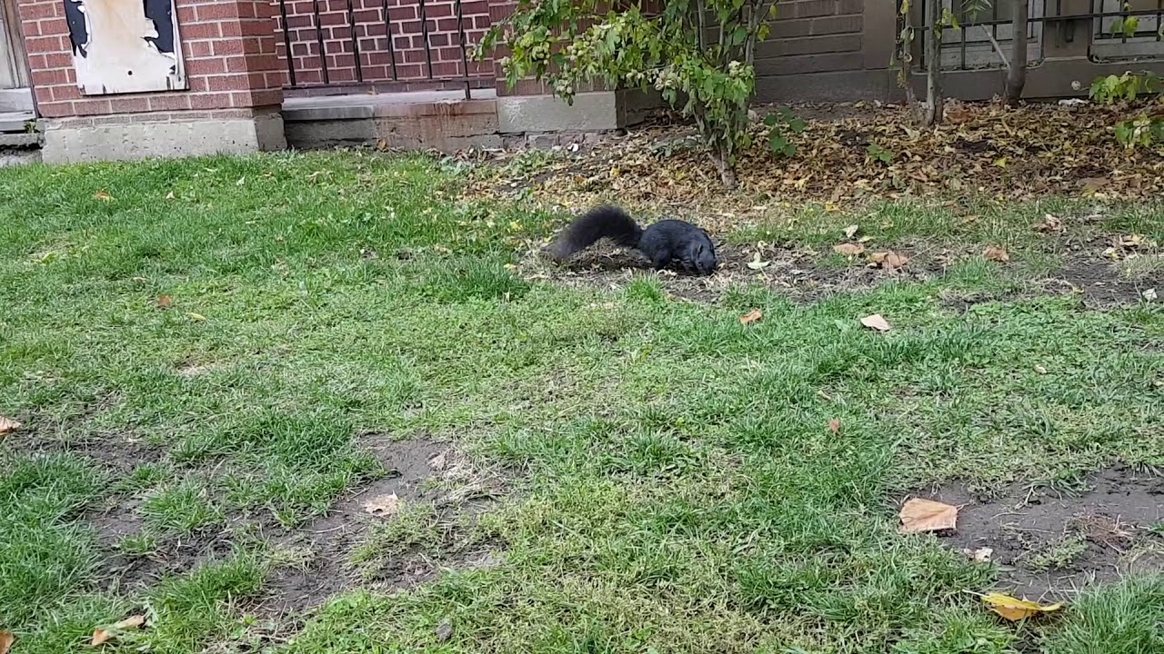 Black squirrel in Toronto