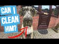 20 Year old Dog Statue Is In NEED of A CLEAN!