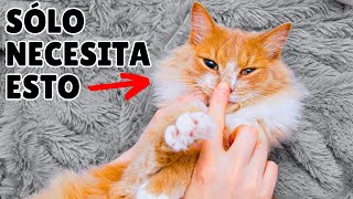 16 COSAS que los gatos AMAN por encima de todo