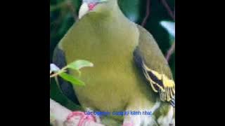 Tiếng cu xanh không tạp âm dành cho A/E mùa 2020