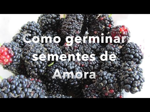 Vídeo: Como cultivar amora a partir da semente?