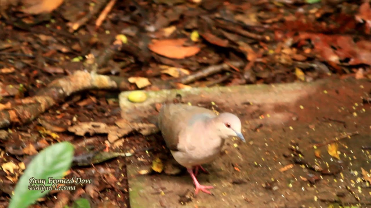 Gray-fronted Dove - Arena blanca reserve, northern Peru.