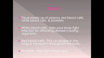 Circulatory System Powerpoint Recording