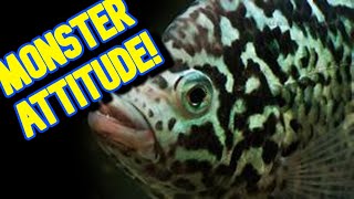 BEFORE you get a Cuban Cichlid watch this Species Spotlight!!