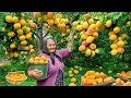 Harvesting lots of apricots and making jam and cake in a faraway village