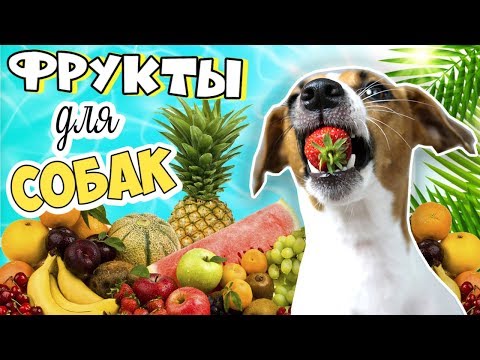 Фрукты могут быть опасны! Какие фрукты и ягоды можно собакам? 🍓