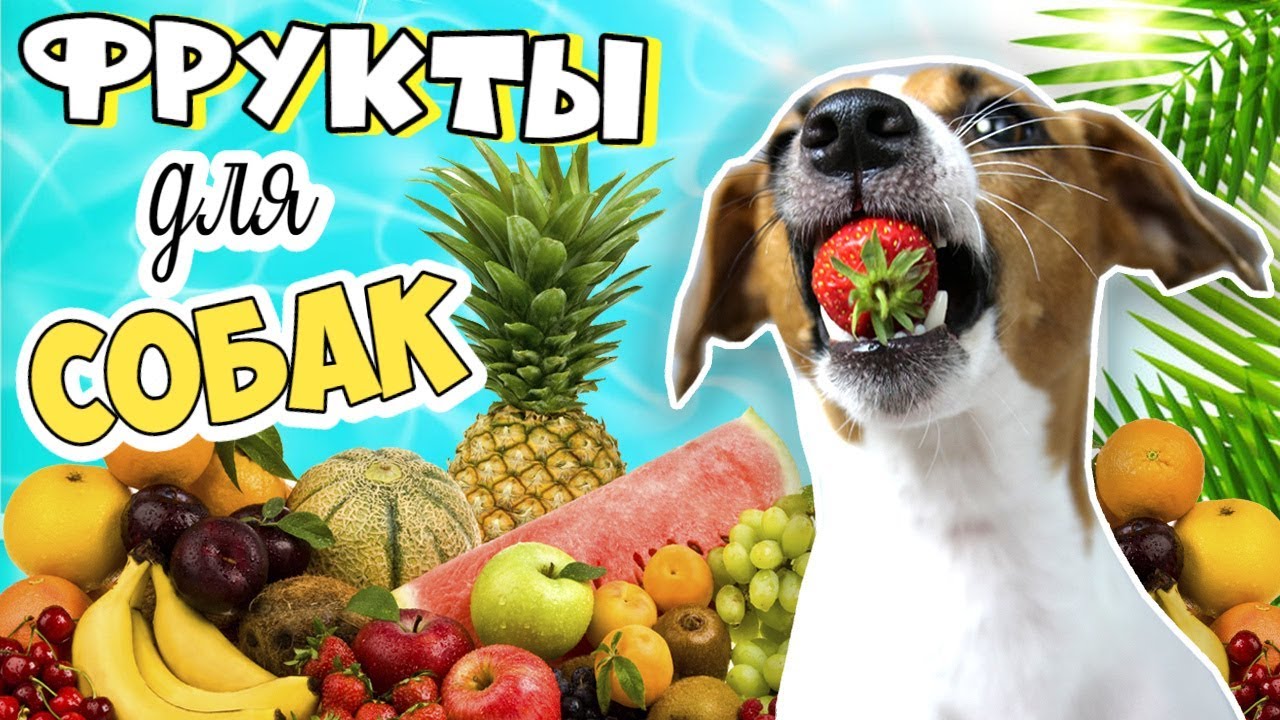 Можно ли собакам кисломолочные продукты?