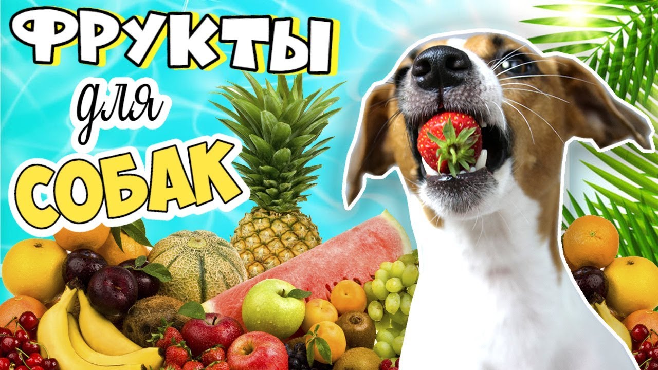 Фрукты могут быть опасны! Какие фрукты и ягоды можно собакам? 🍓