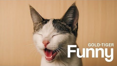 Funny | Gold-Tiger | Official Video