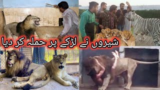 Tollinton market Lahore || Lion in Lahore || lions || pet market  || African lion
