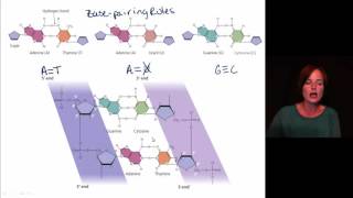 Ch7_1(Genome Structure)