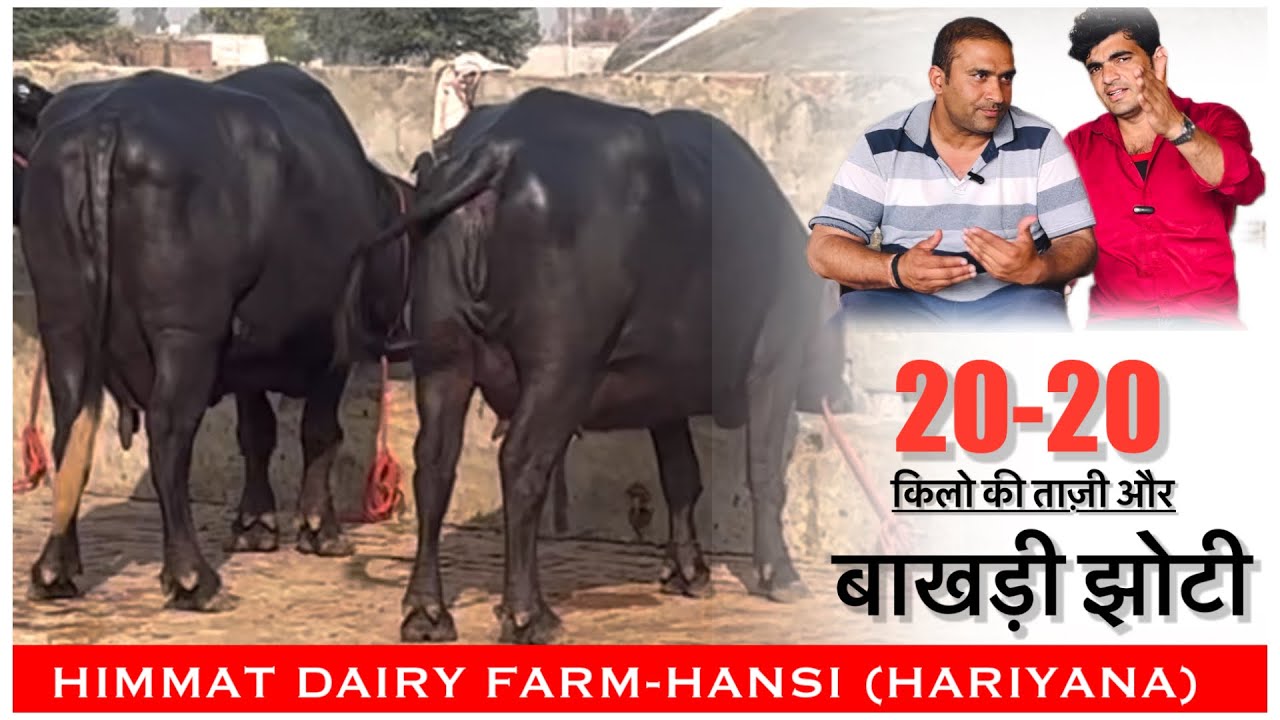 20-20 किलो की ताज़ी और बाखड़ी झोटी || HIMMAT DAIRY FARM HANSI HARIYANA ||