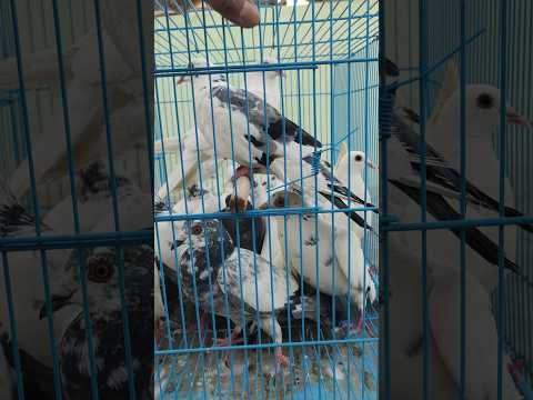 14 New pigeon #shorts#pigeon#kabootar#kabutar#kabutarbazi#pigeonlaver#birds#viral#viralvideo