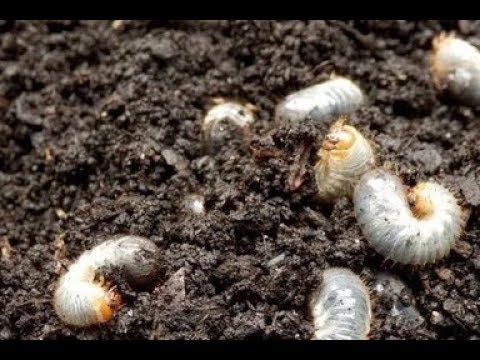 Белые личинки в компосте - это не майский жук, а отличный помощник для огородника