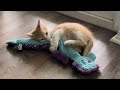 Kitten Steals Dog Toy That Is Bigger Than He Is!