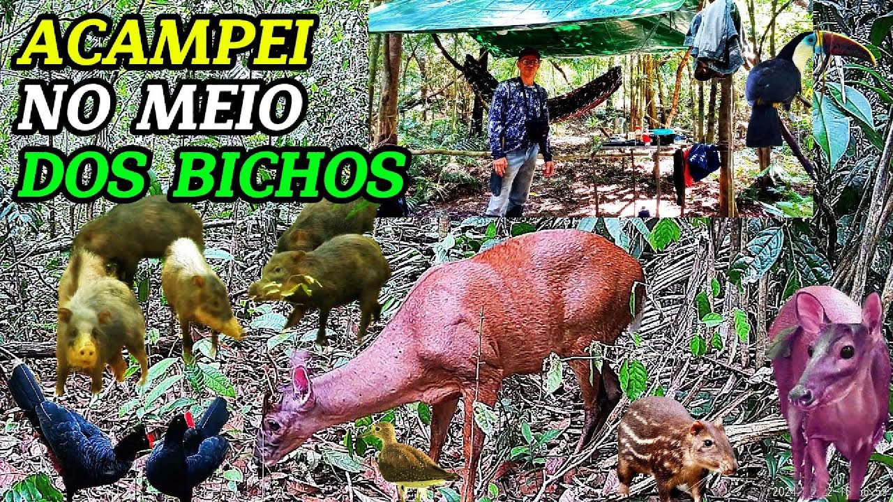 Do amanhecer ao anoitecer: registrando a vida dos animais e aves silvestres da floresta amazônica!