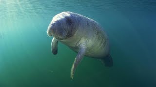 Manatees are showing up in the Carolinas. Look, but don't touch - it's illegal