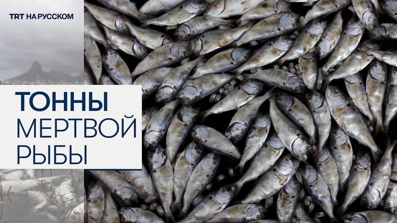Тонны мертвой рыбы всплыли на поверхность реки Пирасикаба в Бразилии