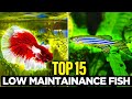 The top 15 low maintenance fish