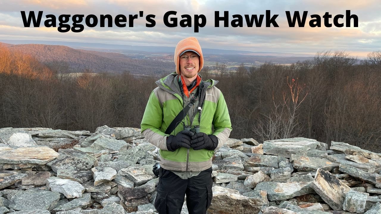 Birding at Waggoner's Gap Hawk Watch, November 13th, 2022 YouTube