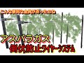 アスパラガス　倒伏防止　とっても簡単に設置できる　鳥よけワンタッチを活用
